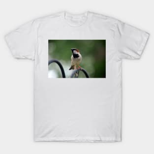 Little Bird T-Shirt